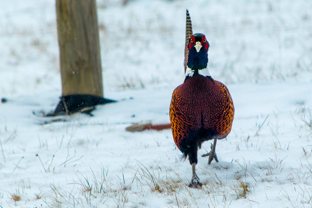 Ring-necked male pheasant  by novab