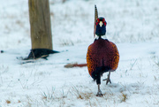 15th Mar 2017 - Ring-necked male pheasant 