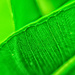 Leaf Green by annied
