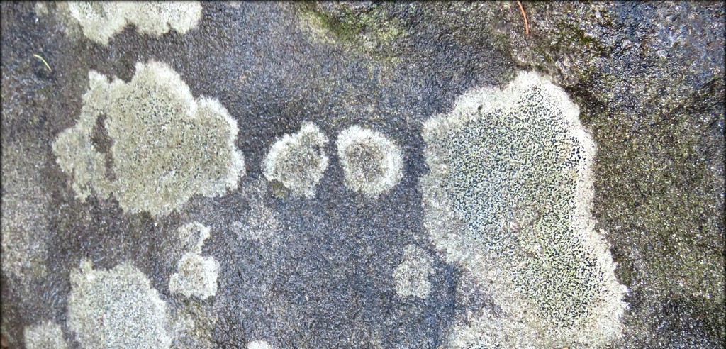 lichen by cruiser