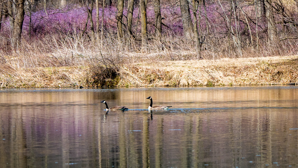 Canadian Geese under Purple Plants by rminer