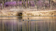 12th Mar 2017 - Canadian Geese under Purple Plants