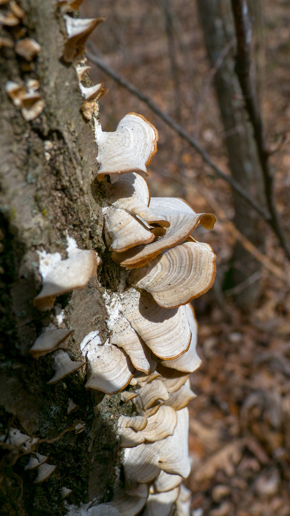 Fan Fungus growing on a tree by rminer