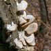 Fan Fungus growing on a tree by rminer