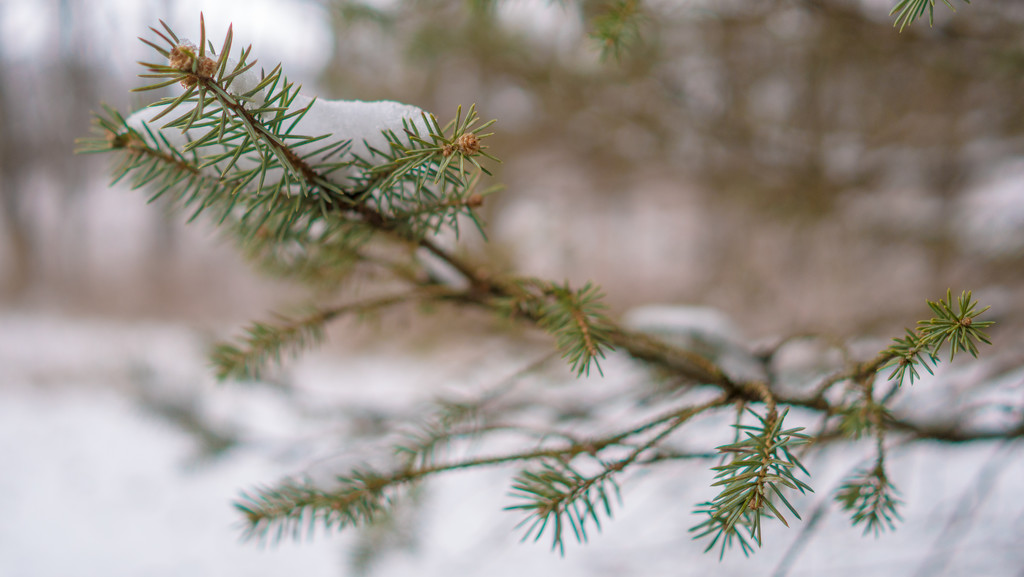 Snow on Pine Needles by rminer