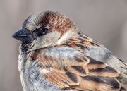 14th Mar 2017 - House Sparrow Closeup