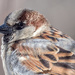 House Sparrow Closeup by rminer