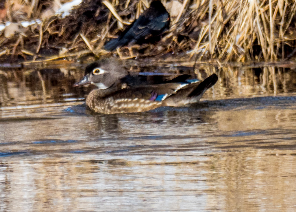 Female Wood Duck by rminer
