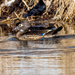 Female Wood Duck by rminer