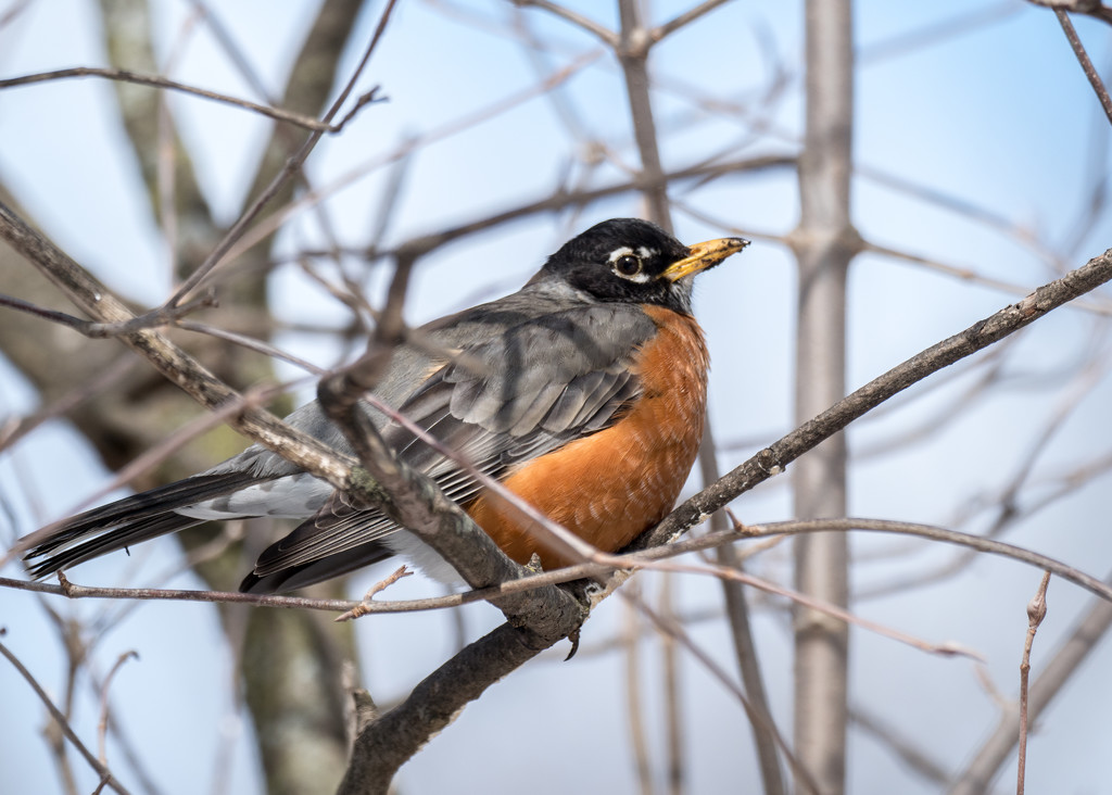 American Robin in a tree by rminer