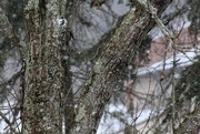 15th Mar 2017 - Tree and snowflakes