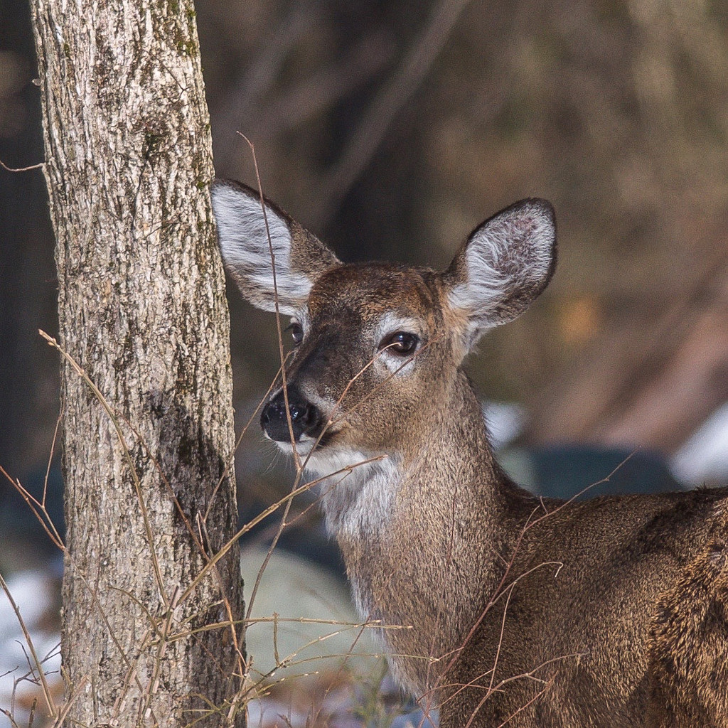 Doe eyes in the snow by berelaxed