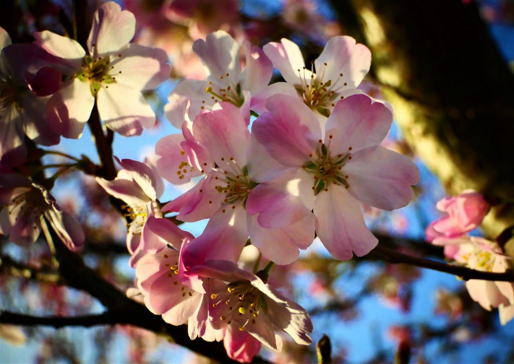 Evening Cherry Blossom by carole_sandford