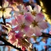 Evening Cherry Blossom by carole_sandford