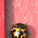 Orange Ladybug by bigmxx