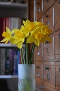 14th Mar 2017 - daffodils