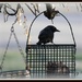 Blackbird or Grackle? by essiesue