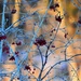 berry branches at sunrise  by caitnessa