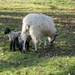 Lambs by g3xbm