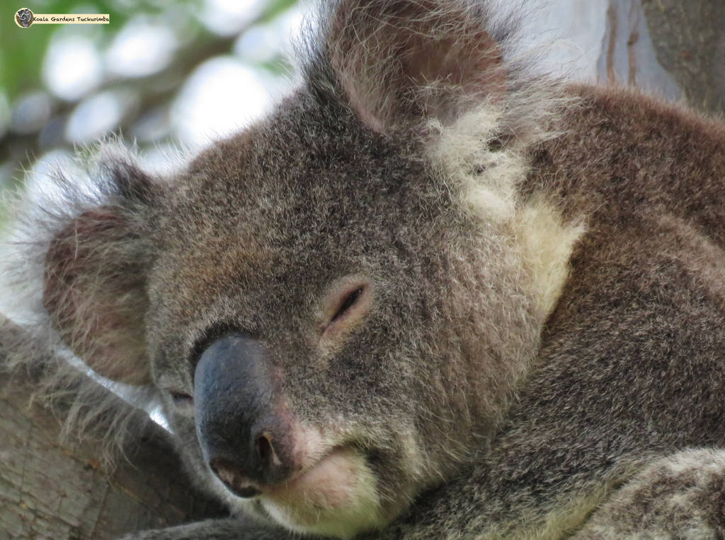 daydreamer by koalagardens