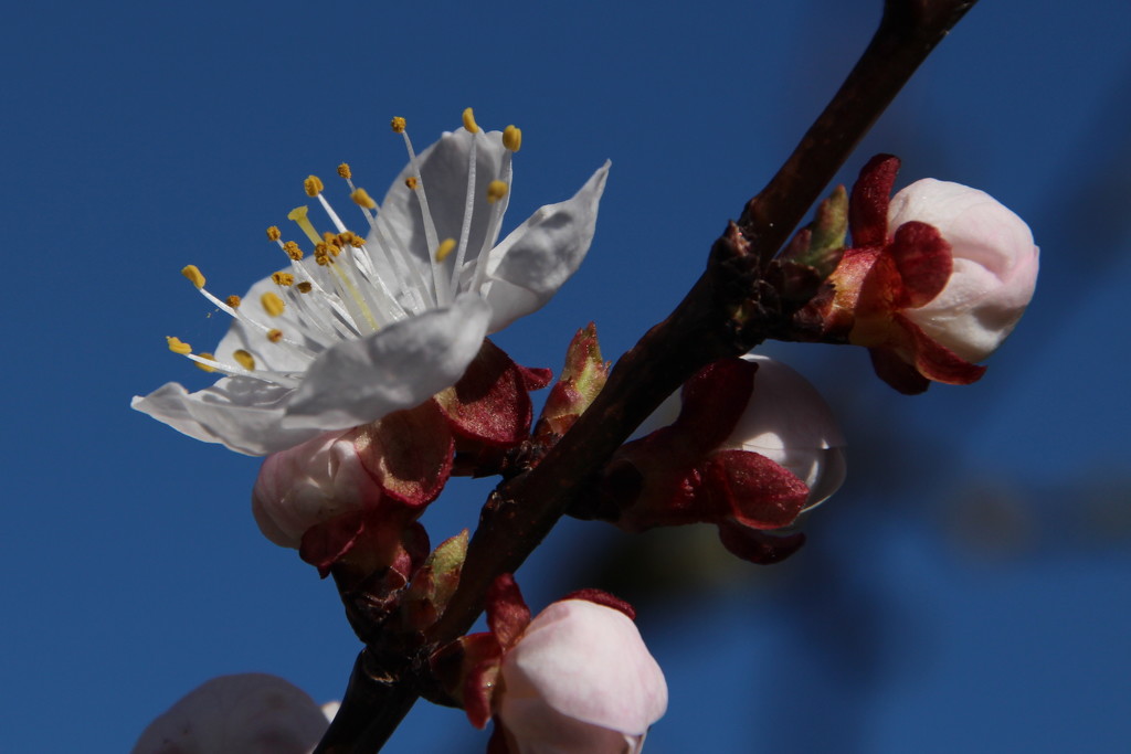 Apricot blossom by busylady