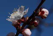 15th Mar 2017 - Apricot blossom