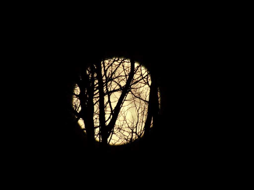 Full moon through the trees! by radiogirl