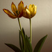 Indoor Tulips by lstasel