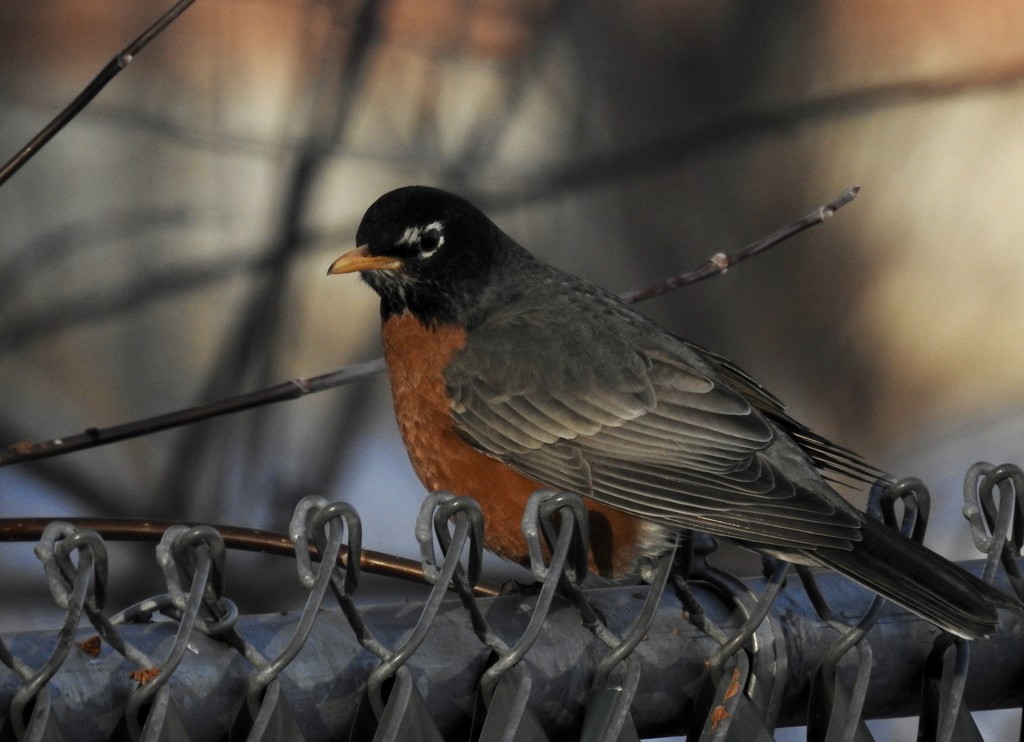 robin on the fence by amyk