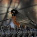 robin on the fence by amyk