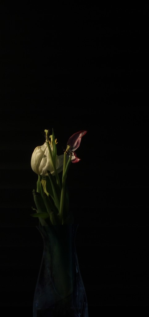 Tulip - Across the Room by granagringa