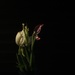 Tulip - Across the Room by granagringa