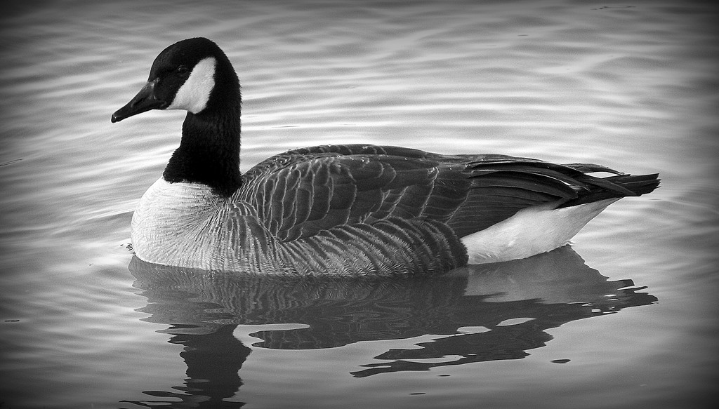 Goose portrait by homeschoolmom