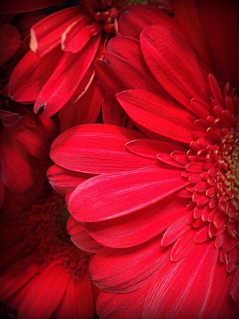 Red petals by homeschoolmom