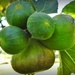 Figs by yorkshirekiwi