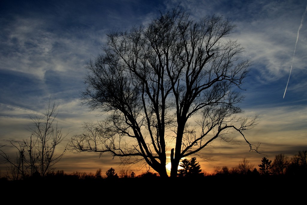 tree from the sunset side by lynnz