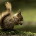 Yuk, that nut has gone off! by shepherdmanswife
