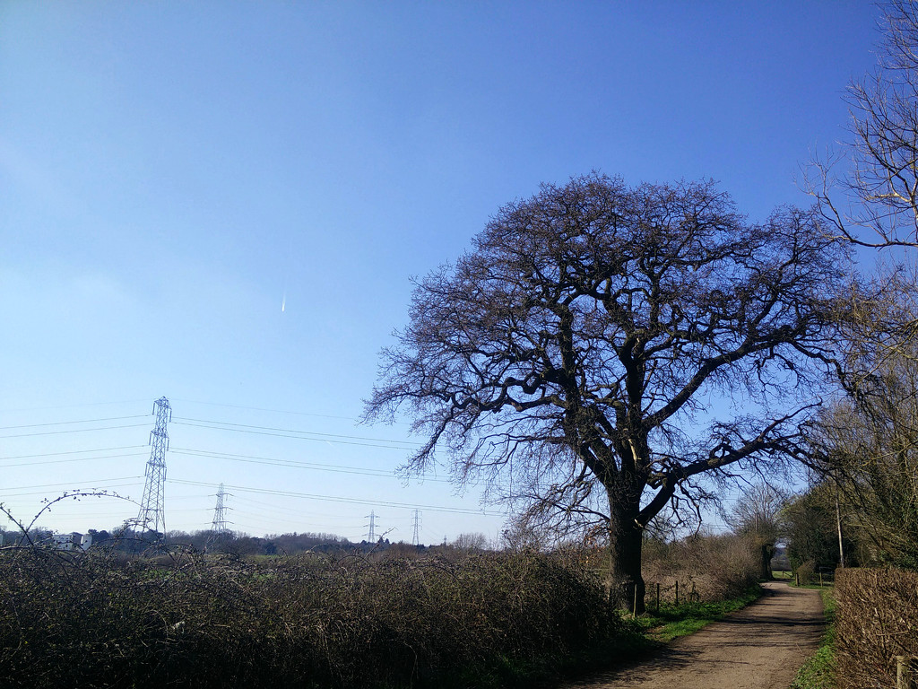Clear Skys & Power Lines by bulldog