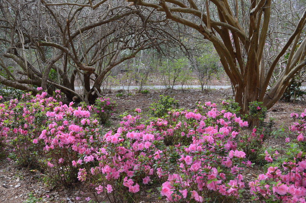 Azaleas by congaree