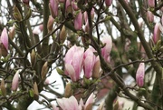 15th Mar 2017 - Magnificent Magnolia