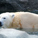 Polar Bear Stare by alophoto