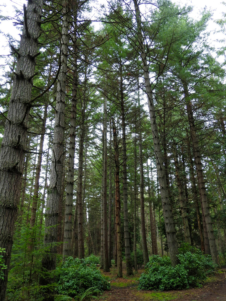 Tall Trees  by seattlite