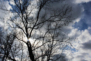 16th Mar 2017 - Tree and I watching clouds breaking up