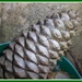 Pine Cone texture. by grace55