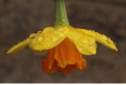 14th Mar 2017 - Daffodil in the rain