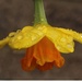 Daffodil in the rain by busylady