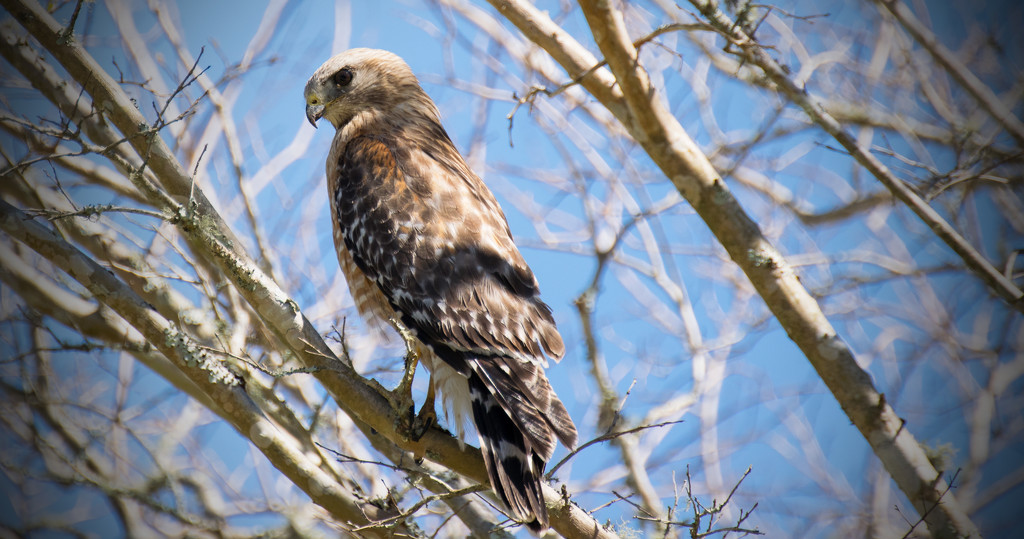 Red Shouldered Hawk and Blue Sky! by rickster549