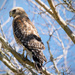 Red Shouldered Hawk and Blue Sky! by rickster549