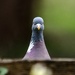 Watch the pigeon by barrowlane