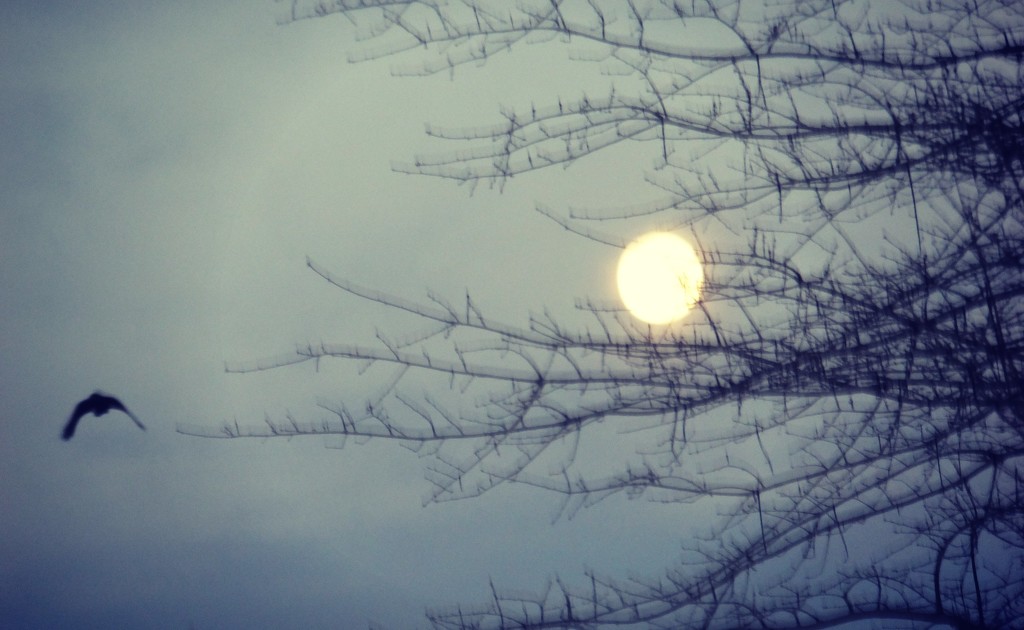 Morning Moon by linnypinny